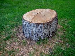 Best Tree Preservation Services  in Copeland, OK